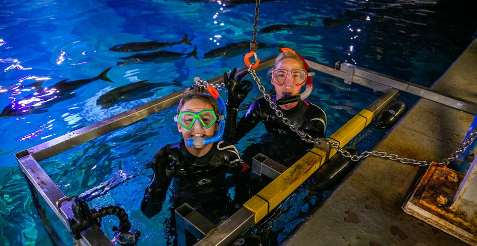 Picture of Snorkelling experience at the National Marine Aquarium